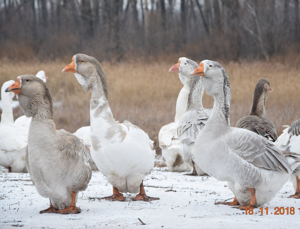Гуси Холмогоры с хохолком