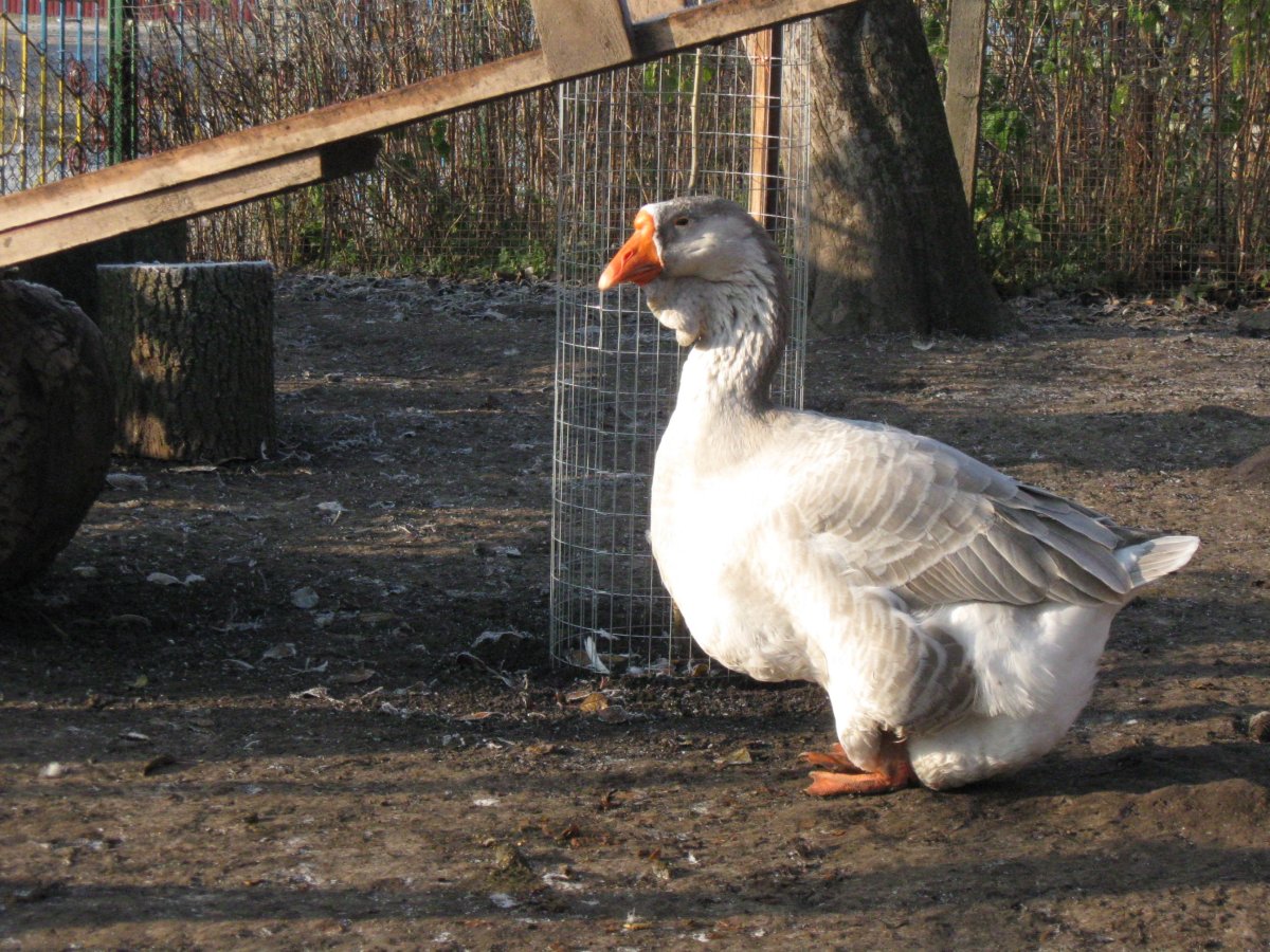 Гуси ландские хохлатые