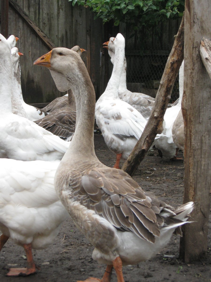 Гуси Холмогорские чупатый