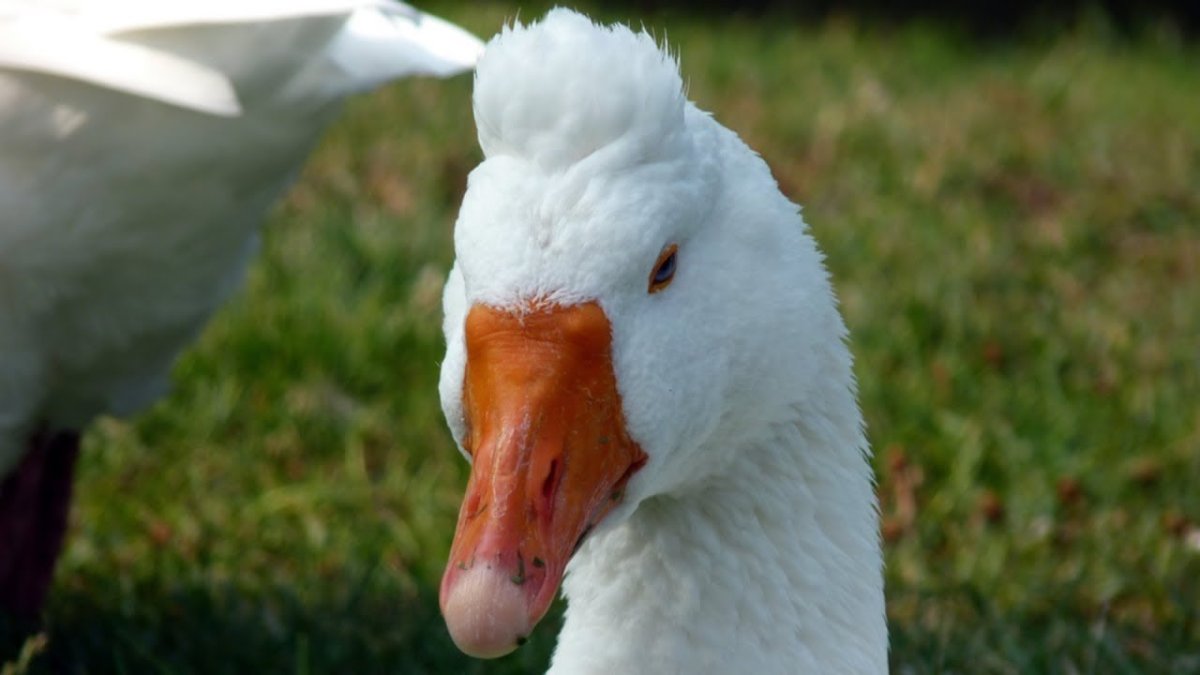 Итальянские гуси