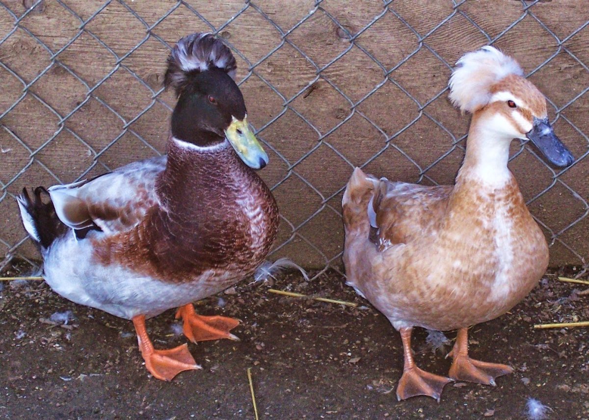 Индоутка голубой Фаворит