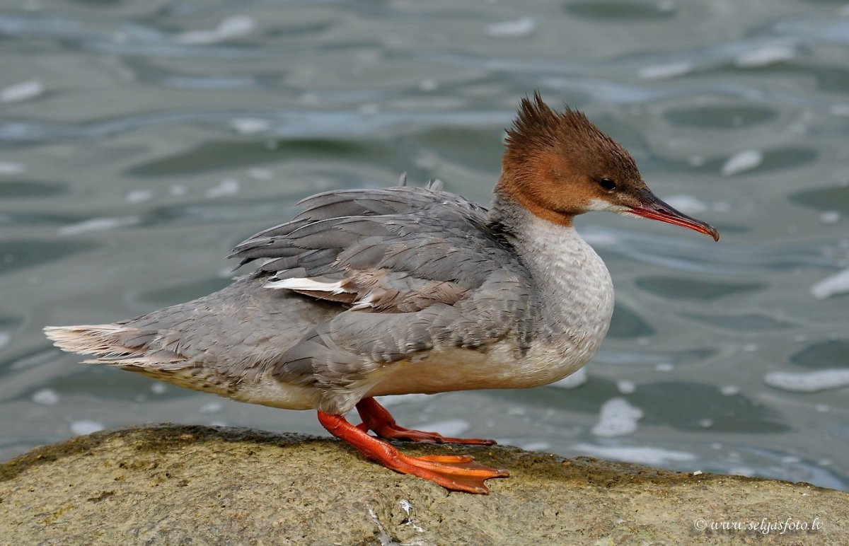 Крохаль птица