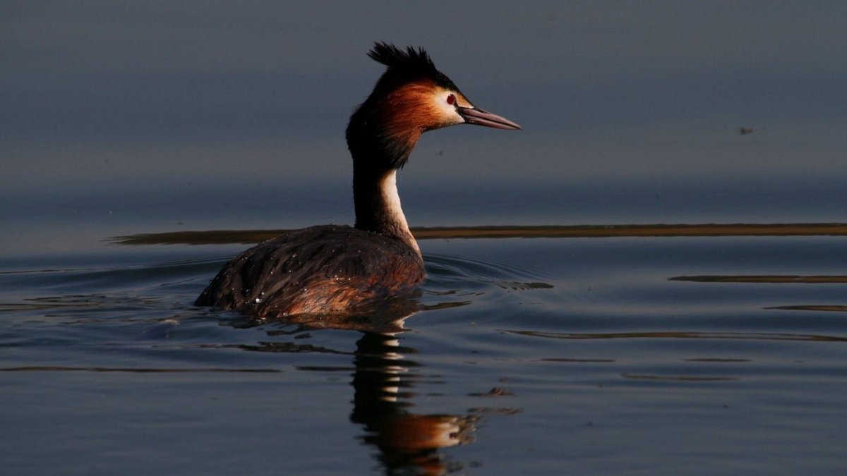 Утка поганка черная