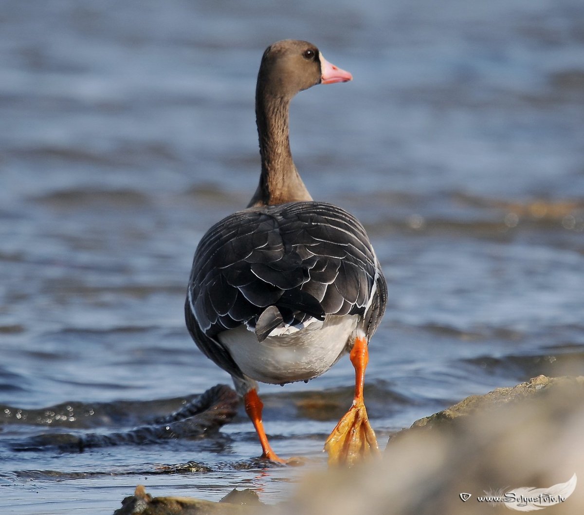 Гусь пискулька