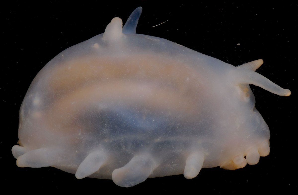 Морская свинья голотурия