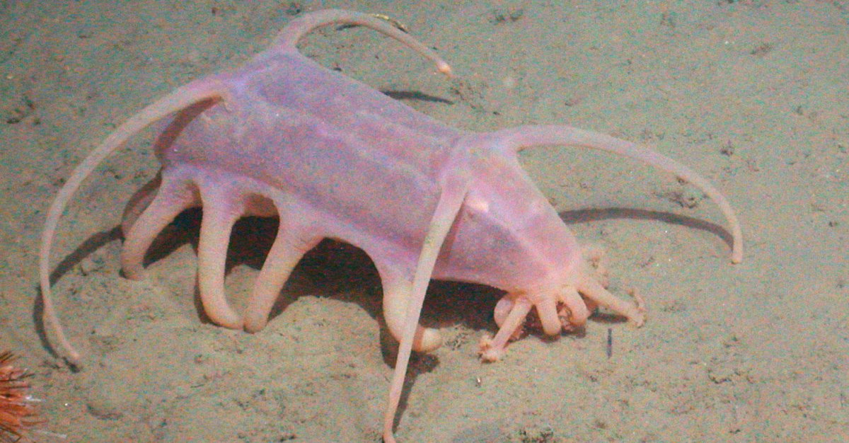 Морская свинья медуза
