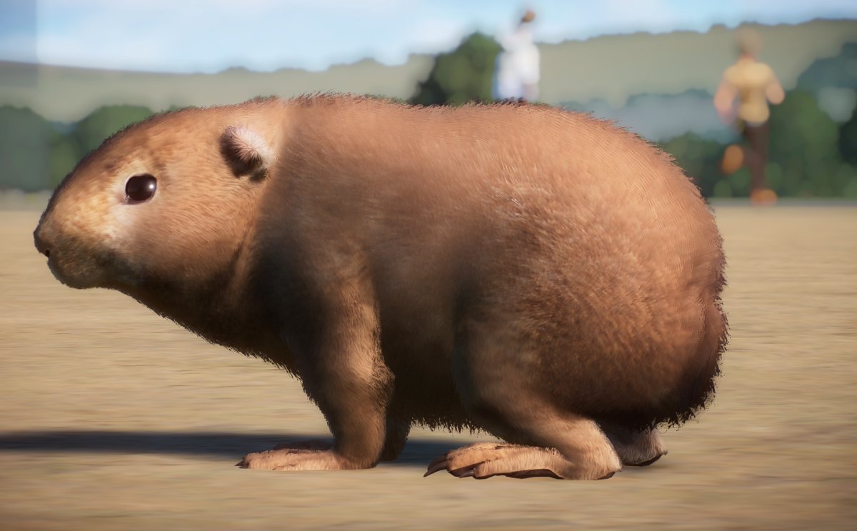 Papa New Guinea Guinea Pigs