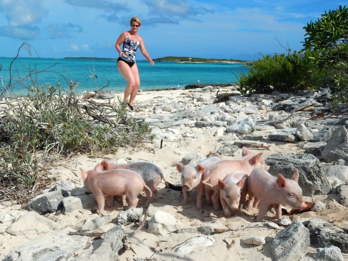 Розовые свинки на Багамах