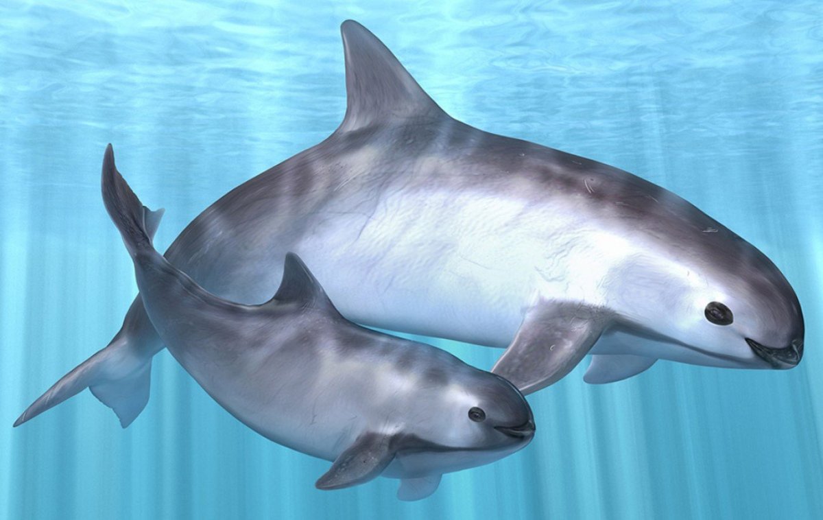 Вакита морская свинья