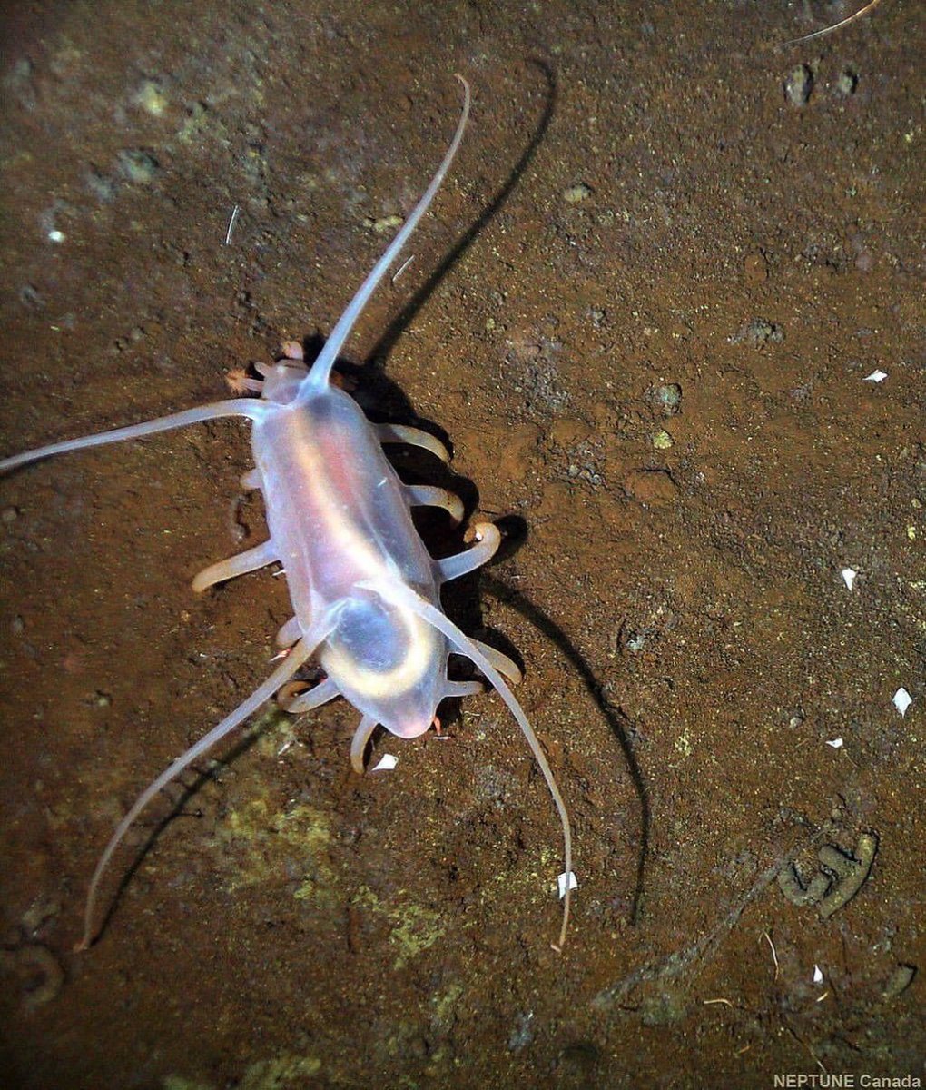 Морская свинья голотурия