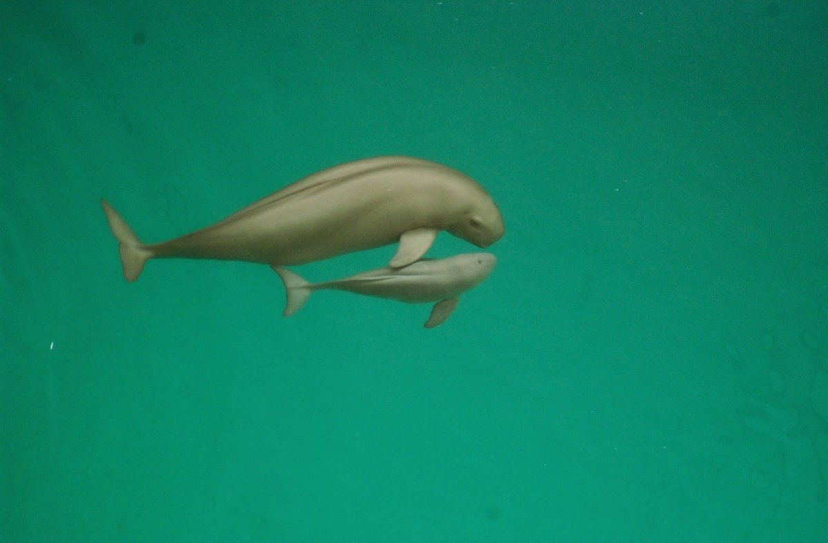 Yangtze Finless Porpoise