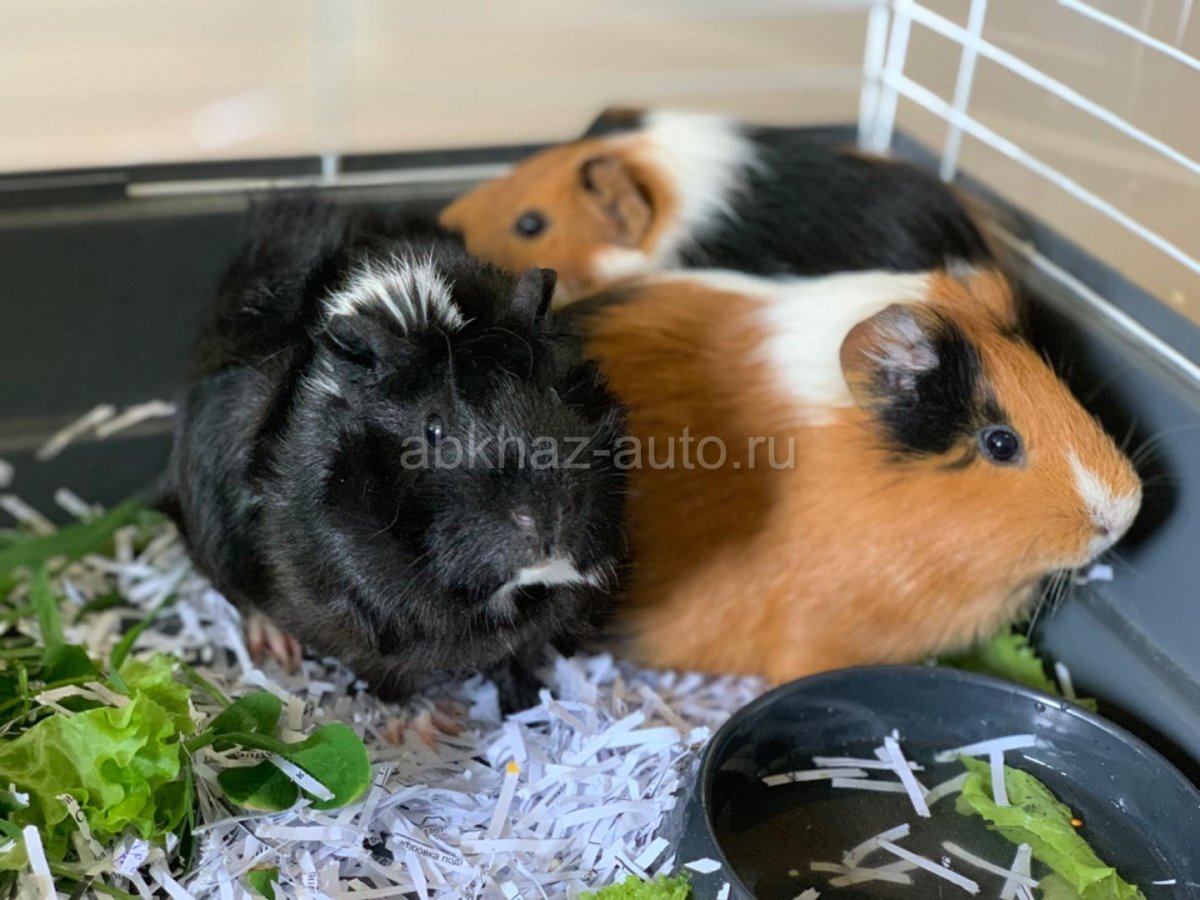 Морская свинья