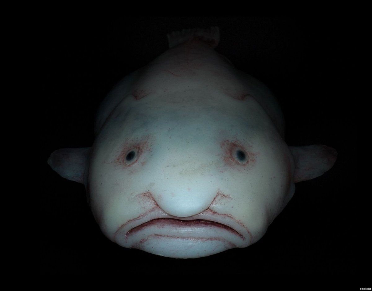 Рыба-капля (psychrolutes marcidus)