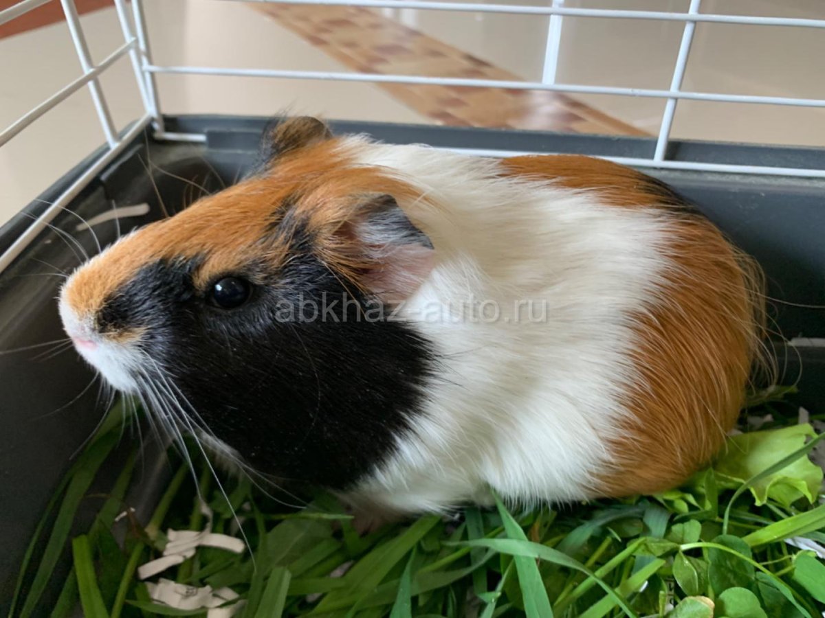 Морская Свинка в машине