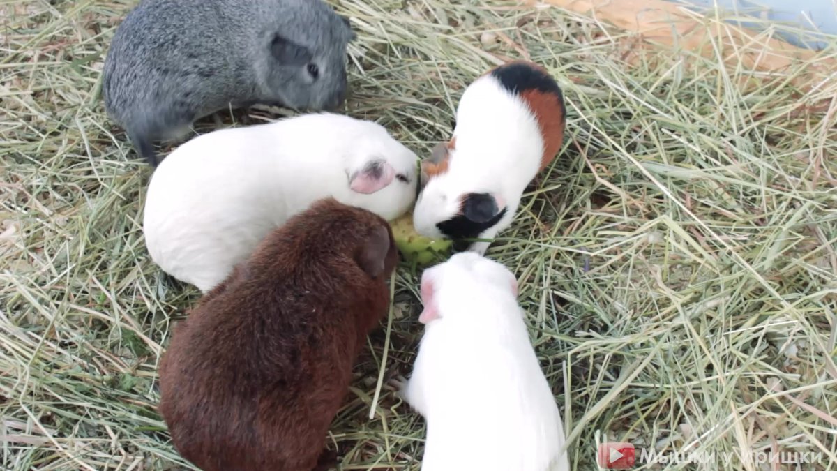 Вака для морских свинок