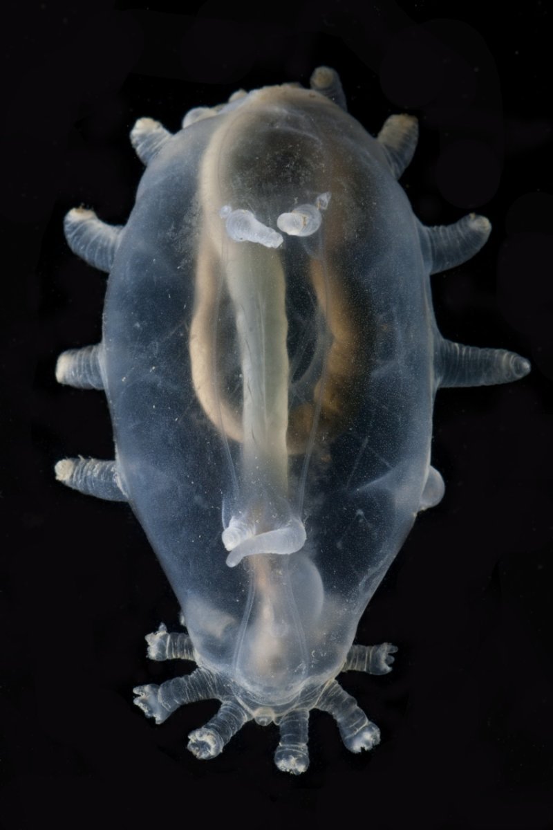 Морская свинья голотурия