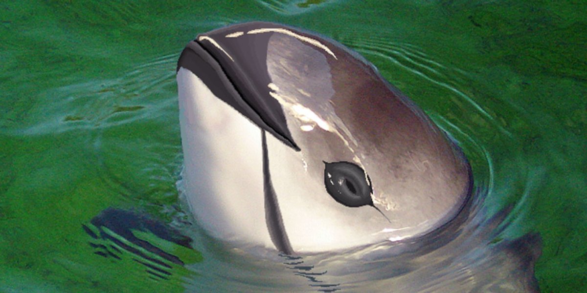 Вакита морская свинья