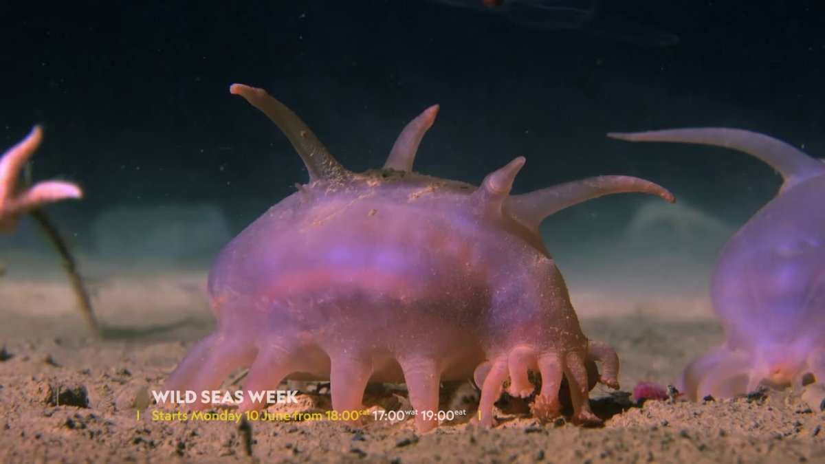 Свинки из Sea of