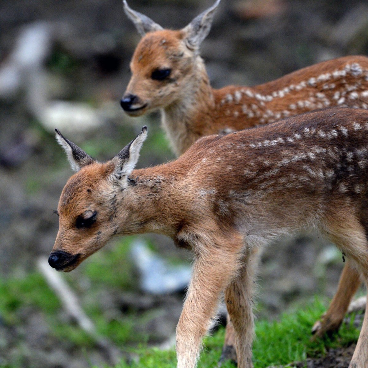 Сибирская косуля детеныш