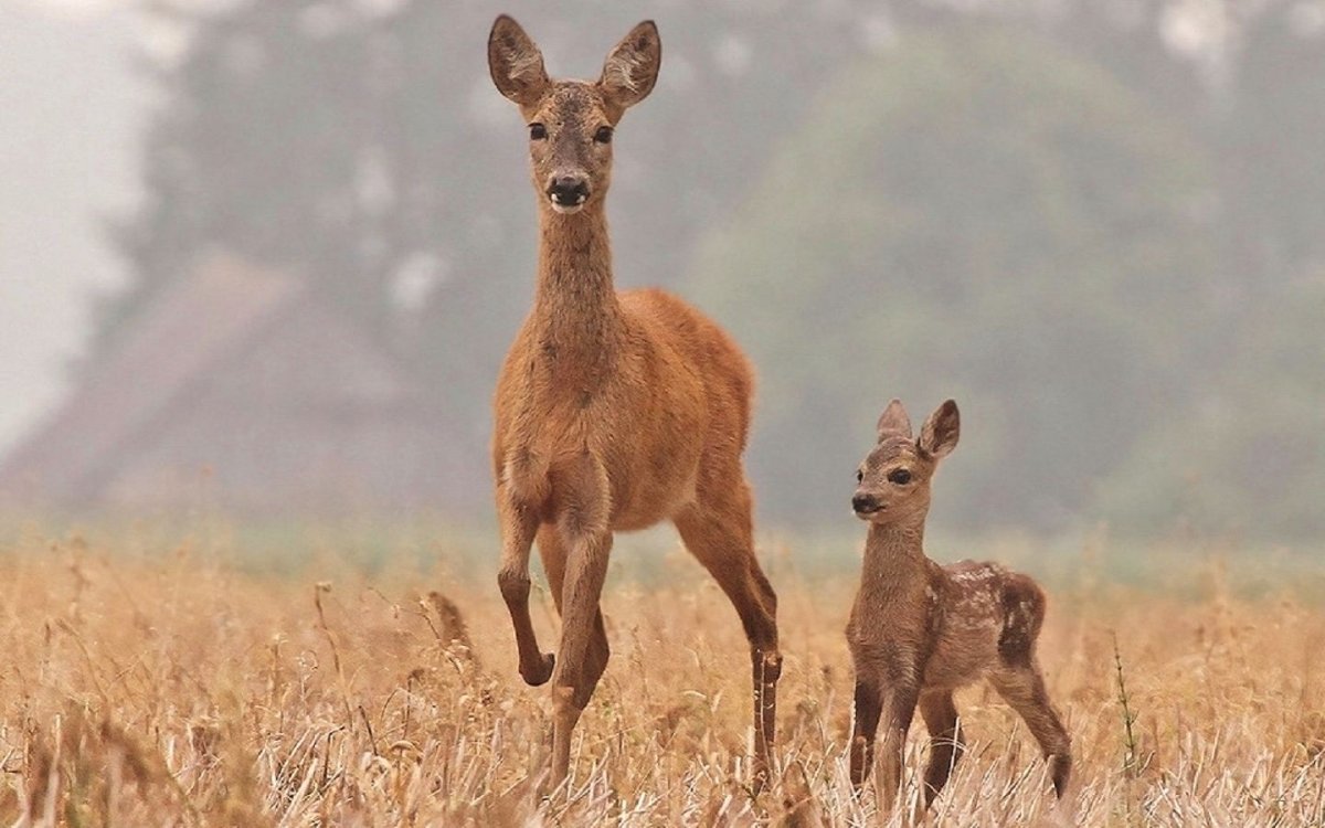 Европейская косуля детёныш