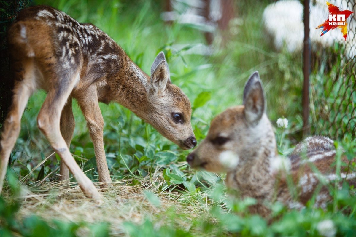Европейская Лань косуля