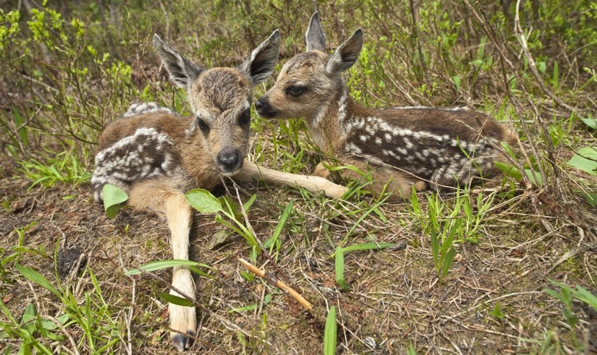 Косуля Сибирская кабарга