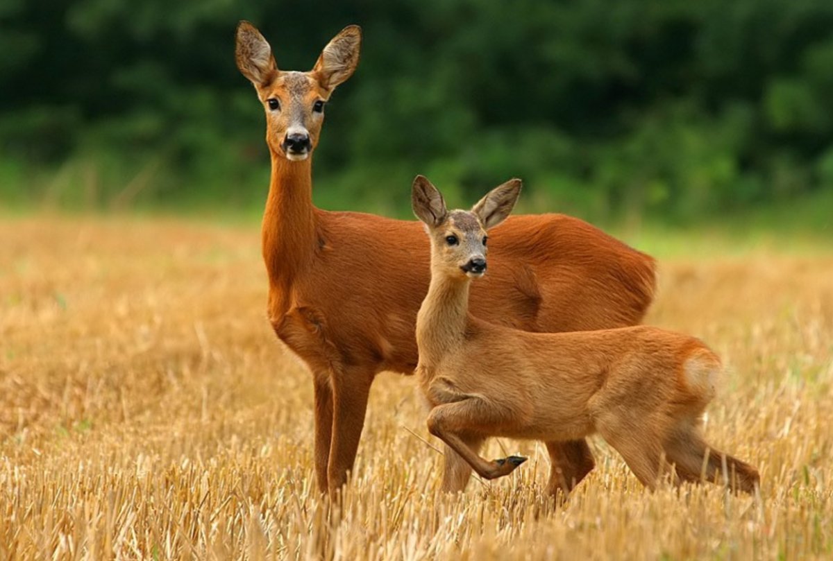 Косуля парк Алания