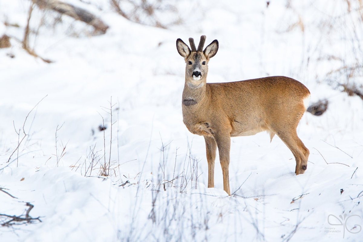 Косуля Сибирская