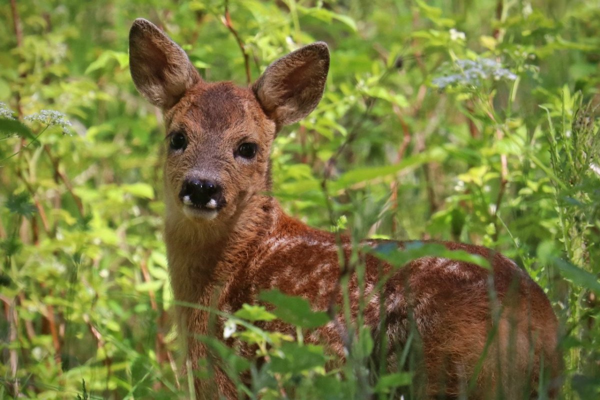 Европейская косуля Новгородская область