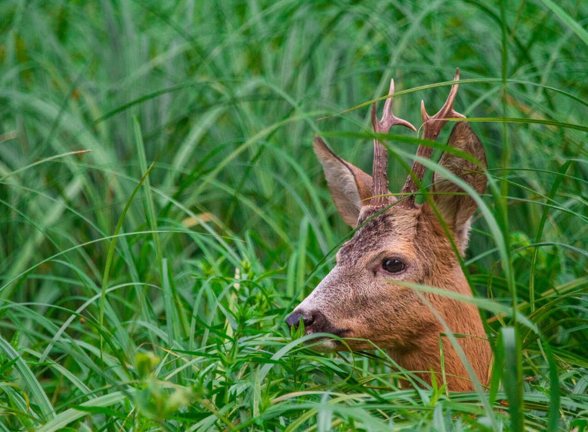 Враги косуль в природе
