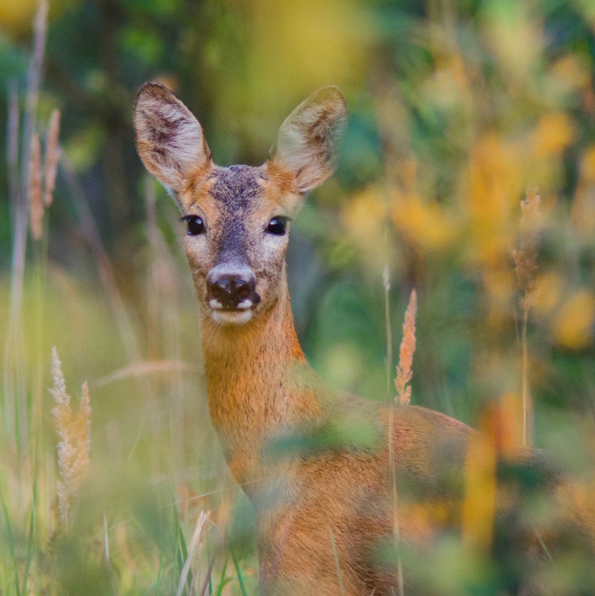 Европейская косуля детёныш