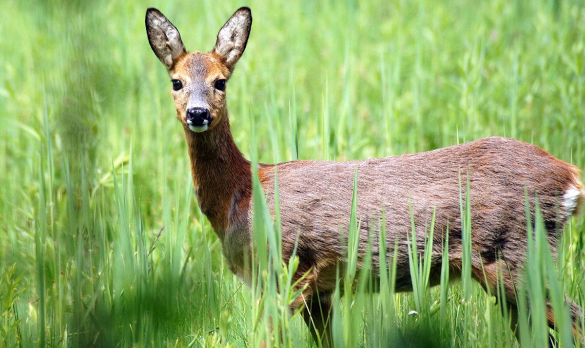 Европейская косуля в Ленинградской области