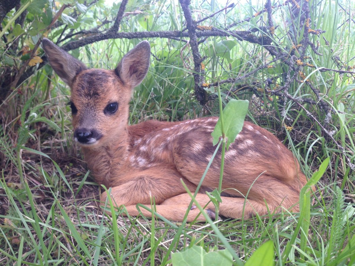Европейская косуля детёныш