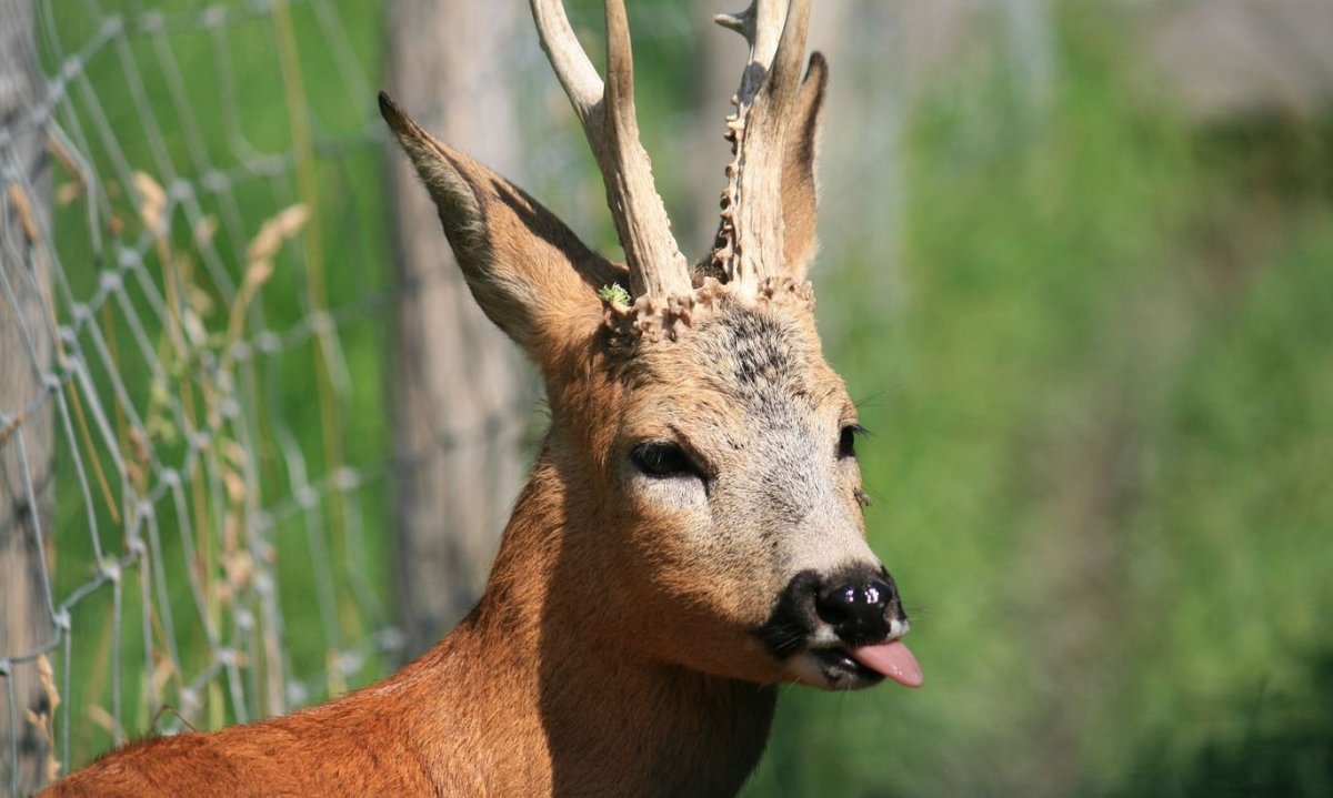 Сибирская косуля capreolus pygargus