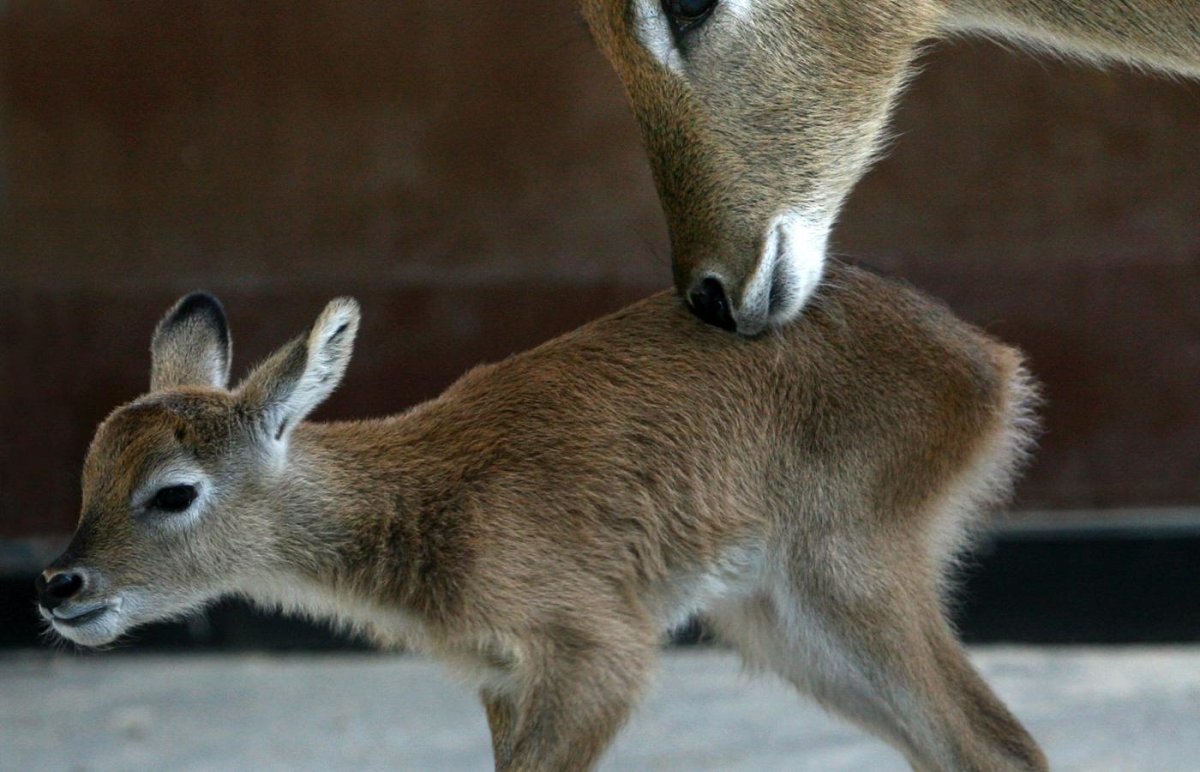 Европейская косуля детёныш