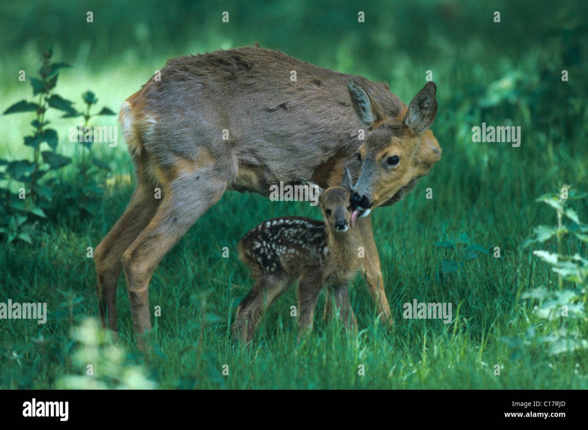 Косуля Сибирская кабарга