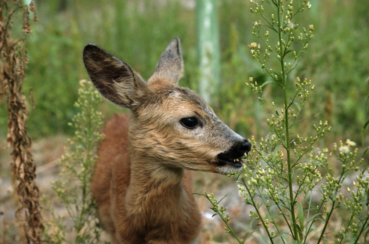 Европейская косуля ест