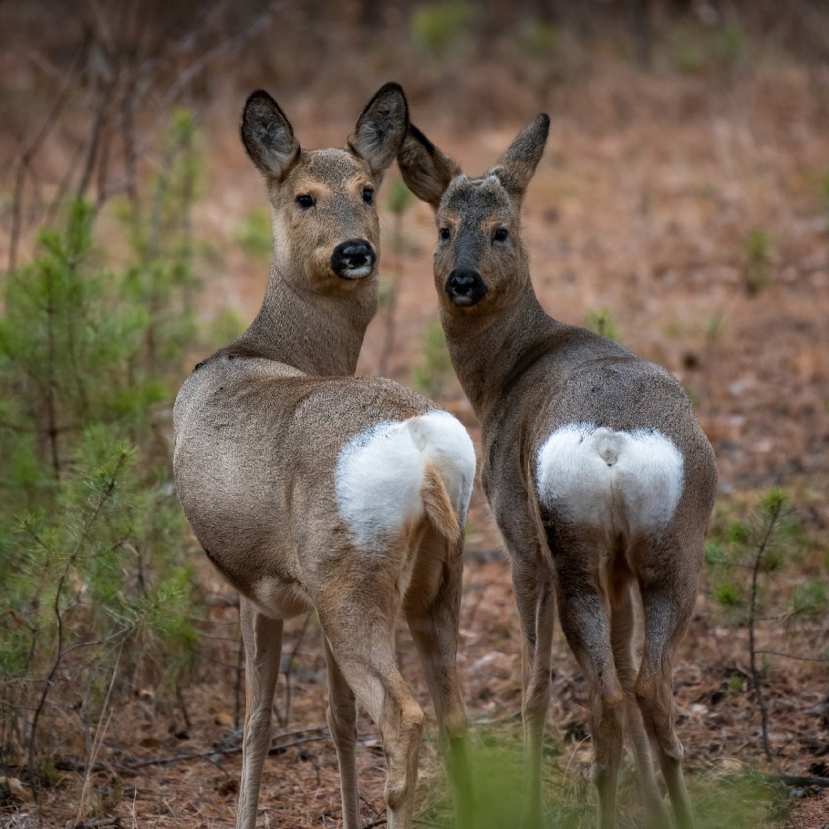 Косуля Сибирская от косули европейской