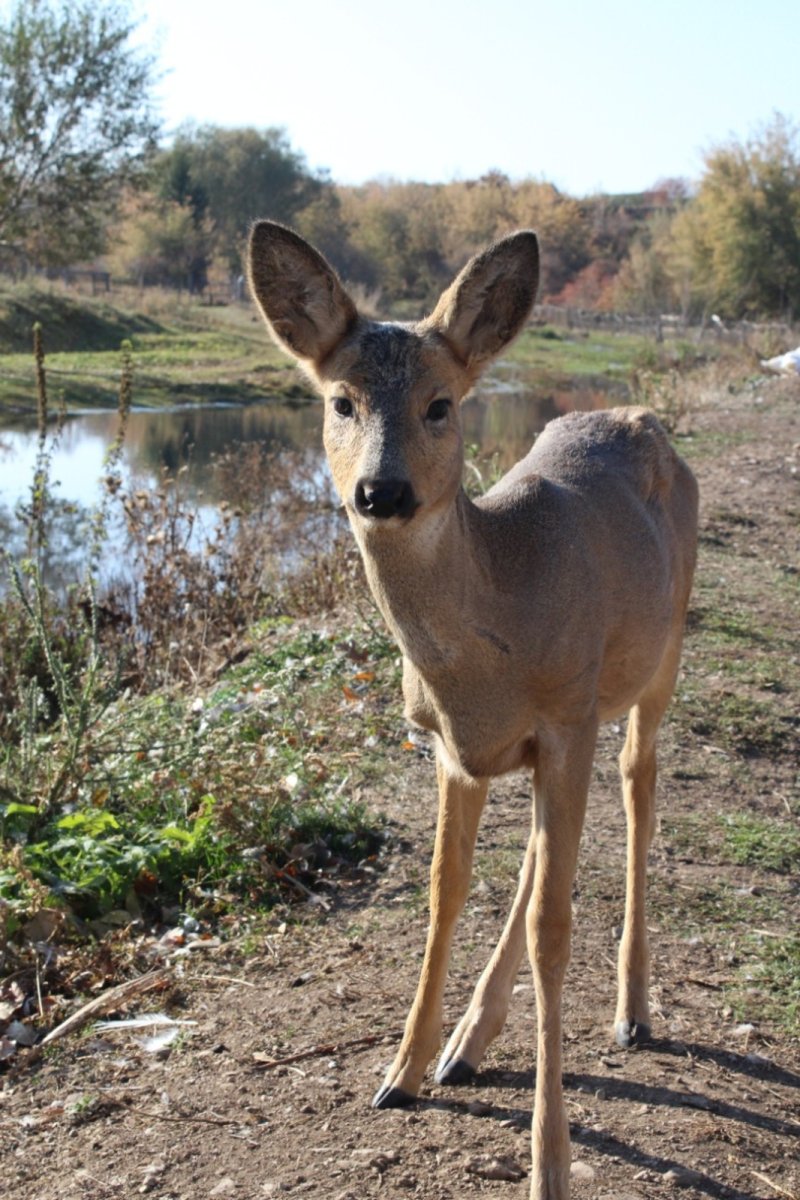Косуля в Башкирии