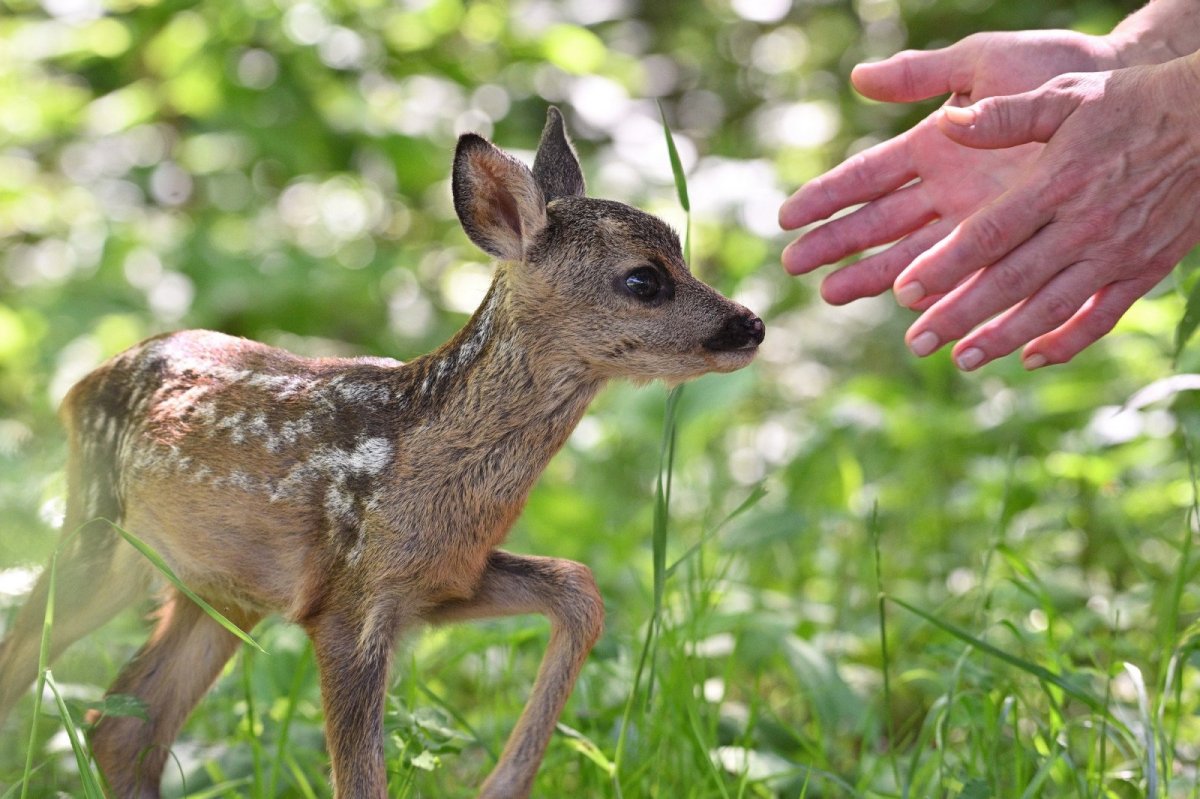 Косуля Тула