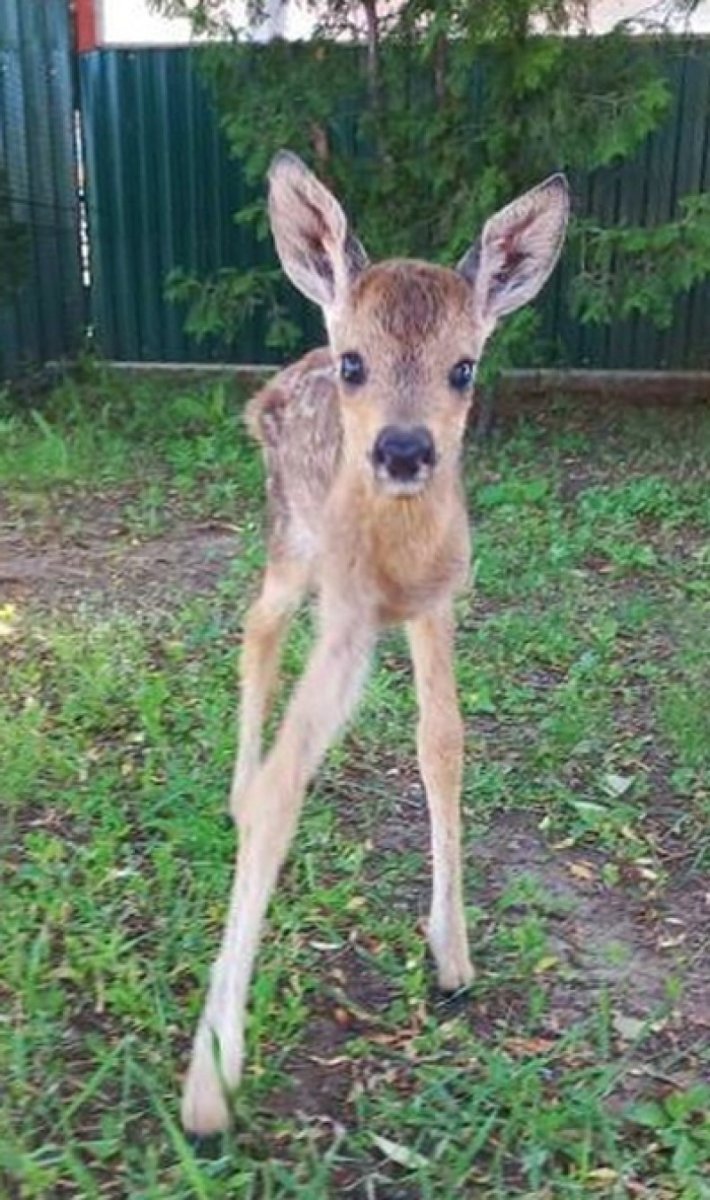 Косуля в Самарской области