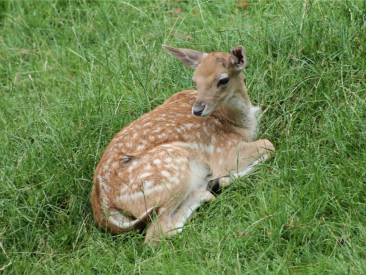 Косуля Саратовской области