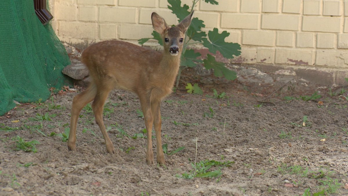 Косуля в зоопарке