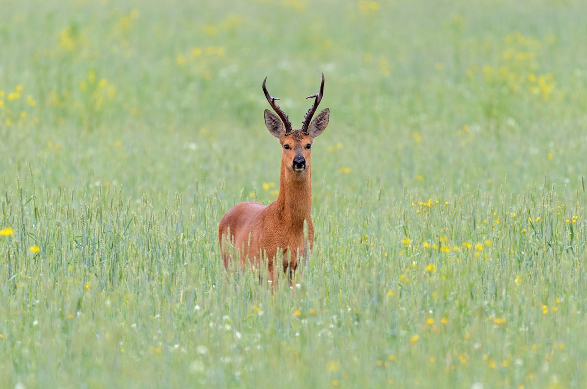 Сибирская косуля самец