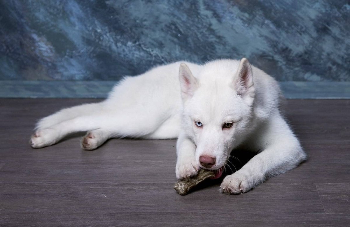 Белые хаски альбинос