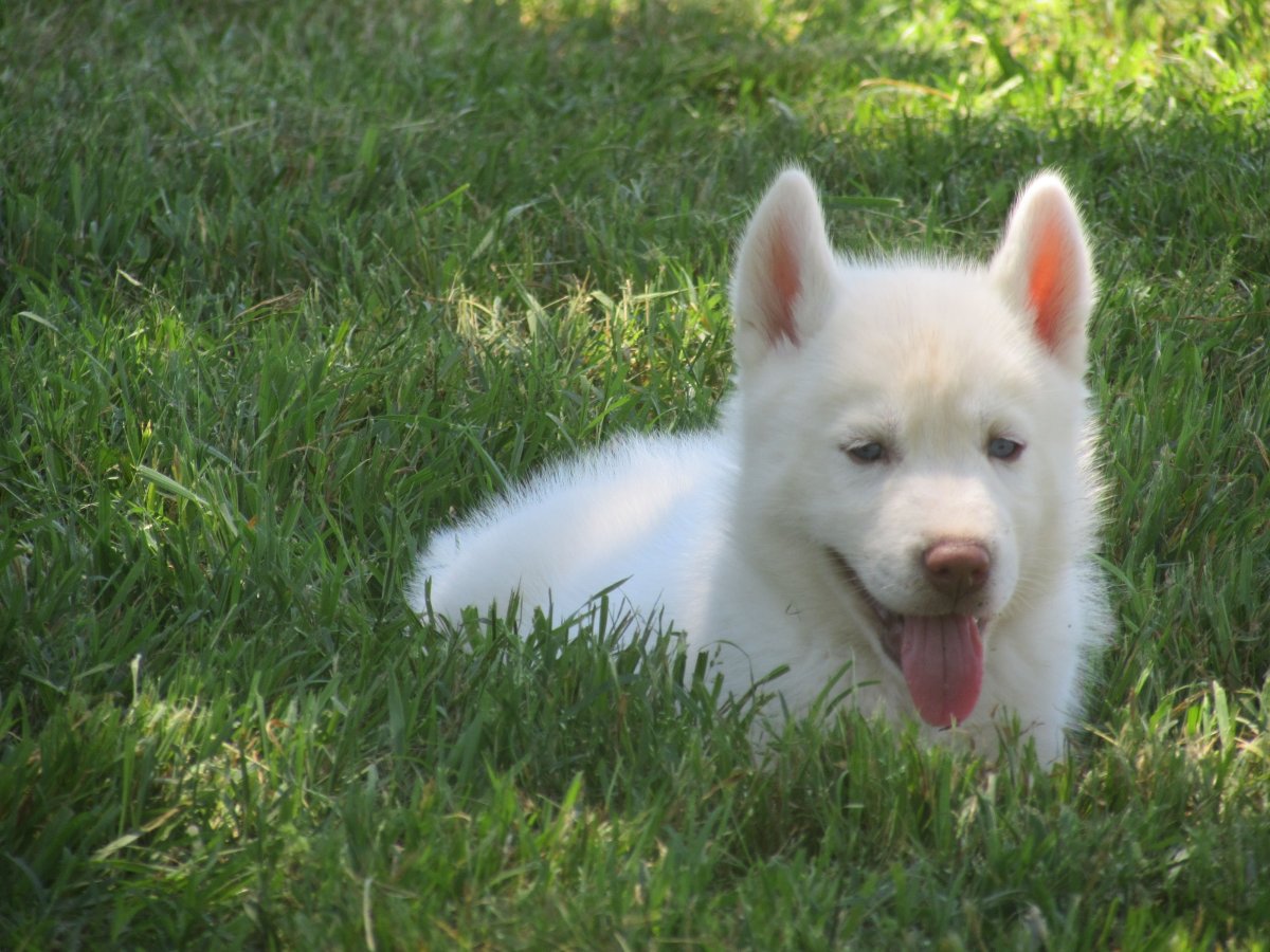 Хаски альбинос