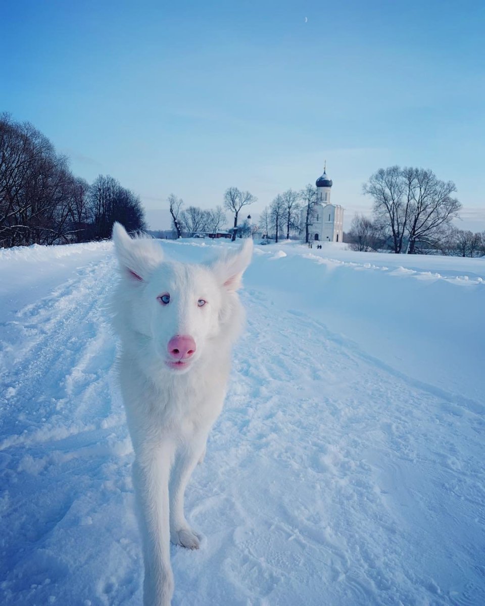 Собака альбинос август порода