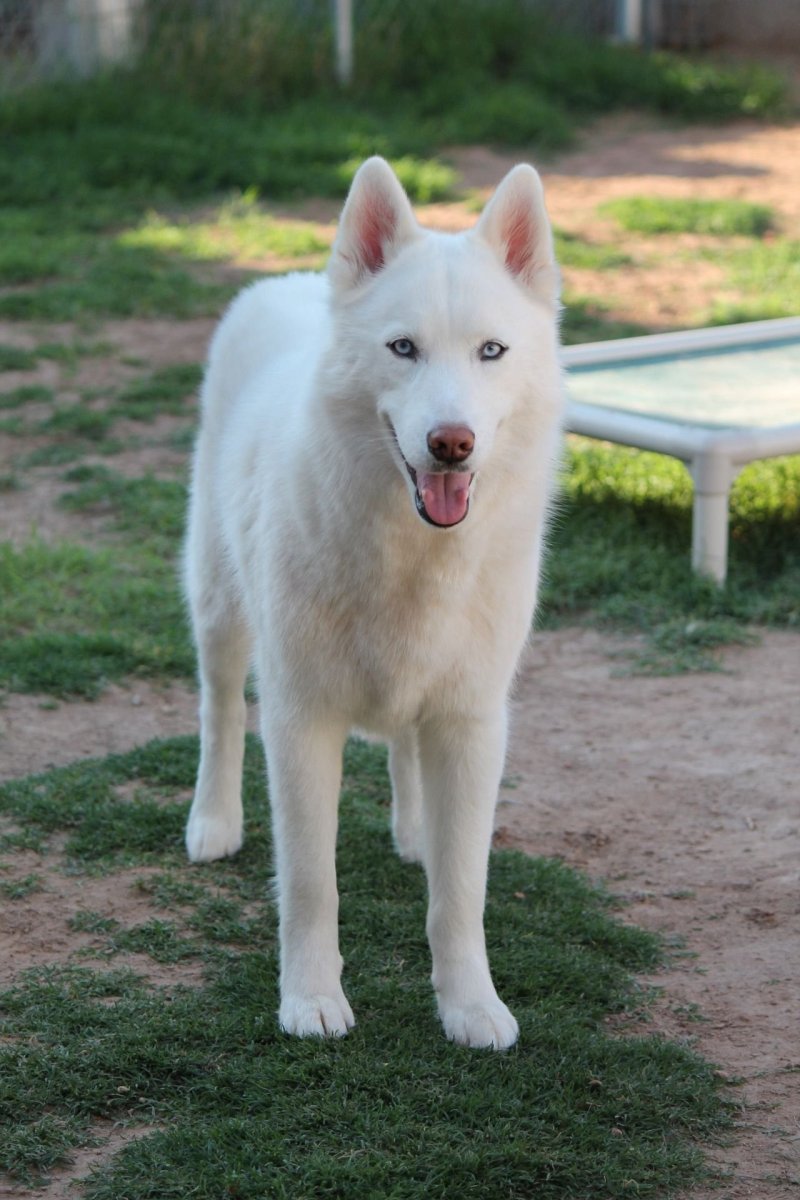 Сибирский хаски альбинос