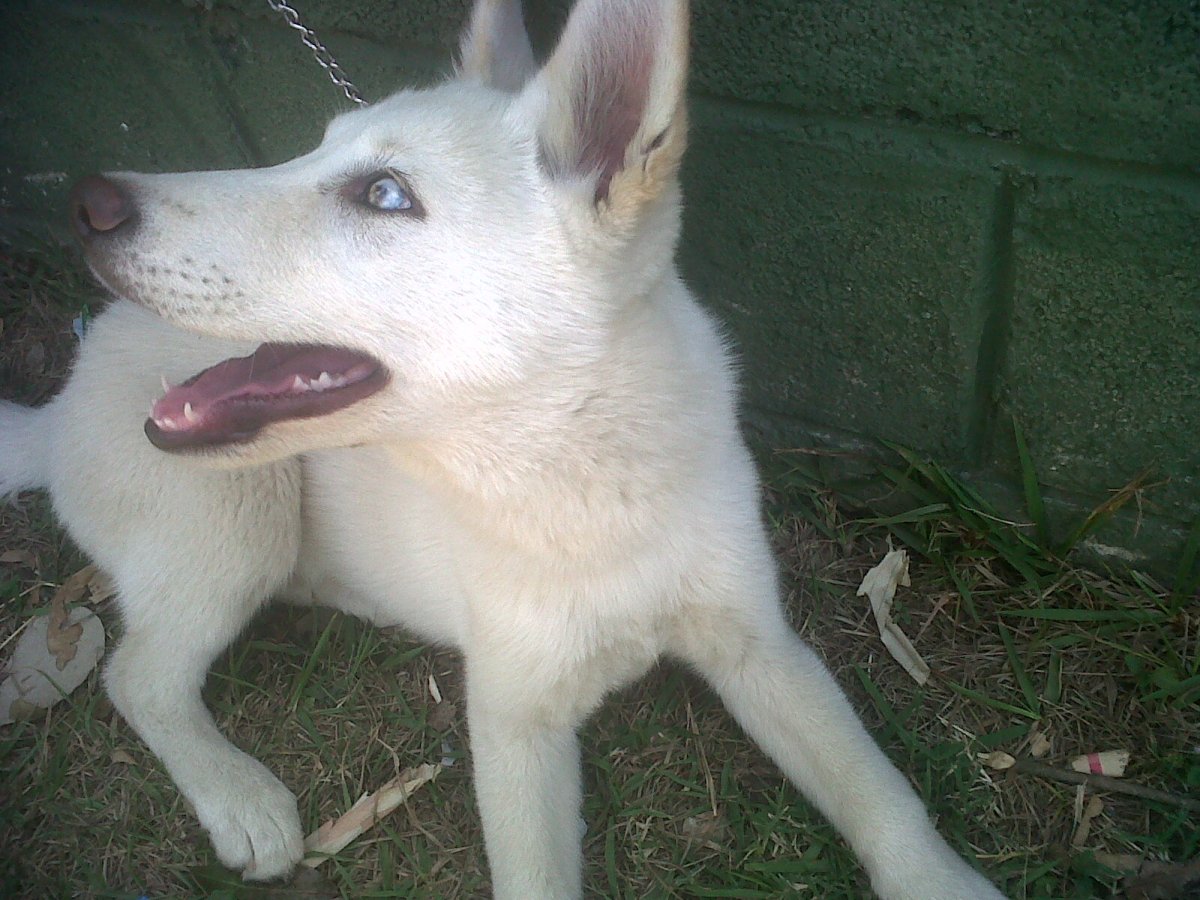Альбинос хаски смешанная с лайкой