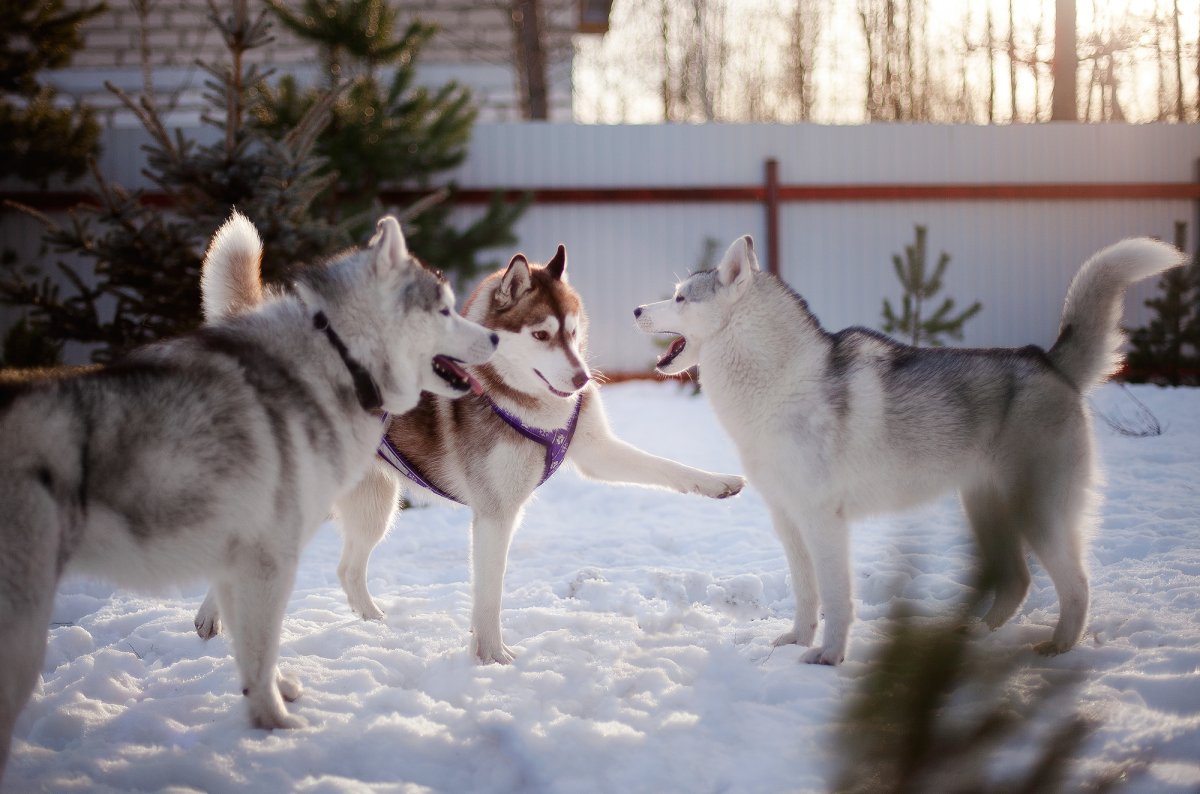Семья хаски
